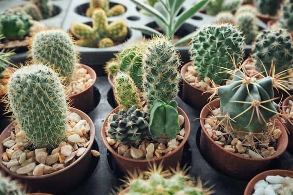 Best Cactus For Outdoor Pots