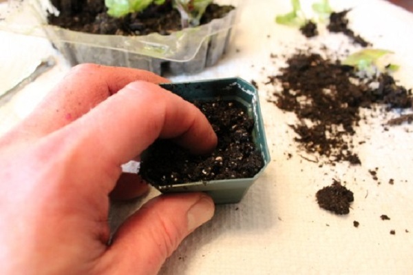 How To Grow African Violets From Seed