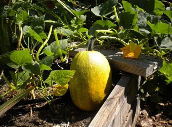 How To Grow Spaghetti Squash In Containers