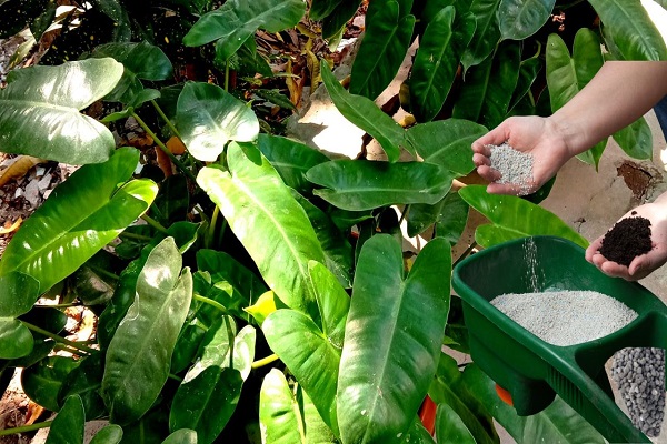 Ideal Fertilize For Burle Marx Philodendron