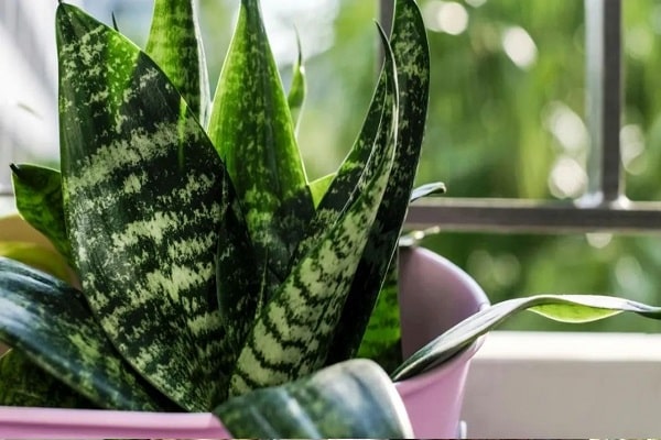 How Much Light Does Snake Plant Need