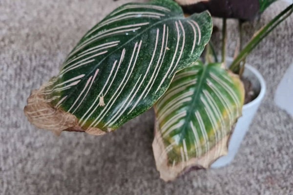 Why Are The Edges Of My Calathea Leaves Turning Brown