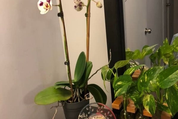 How Long For Orchid To Rebloom