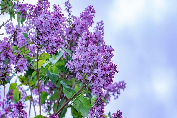 Lilac Trailing Plants For Full Sun