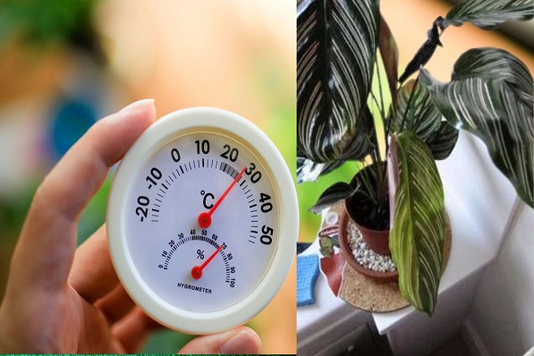 How To Save A Dying Calathea Plant