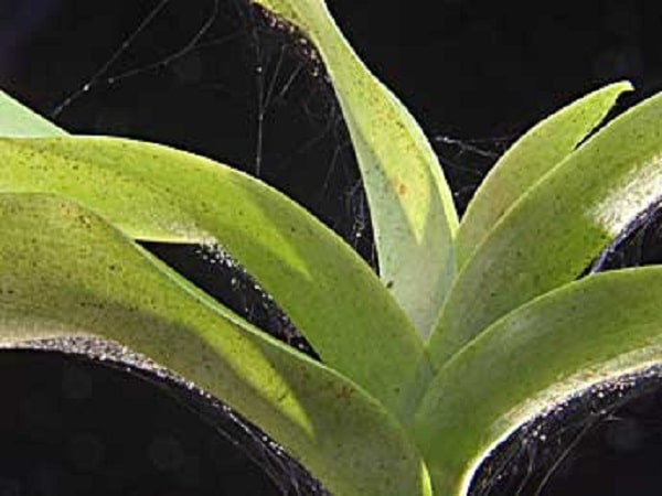 How To Kill Spider Mites On Orchids