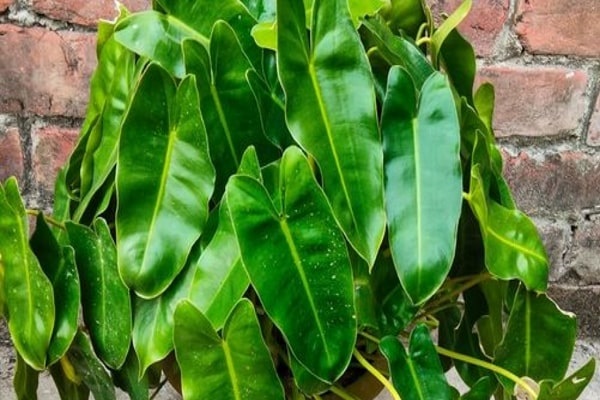 Burle Marx Philodendron Care
