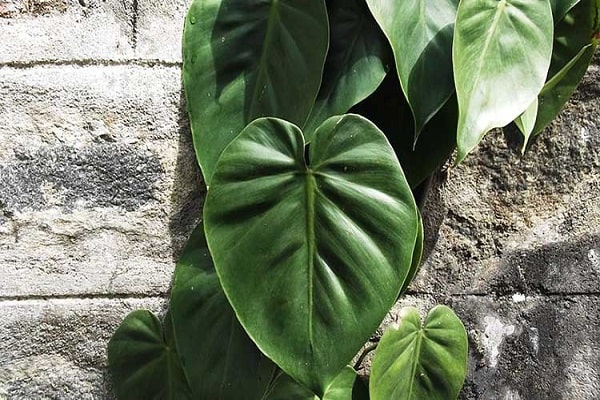How To Propagate Heart Leaf Philodendron