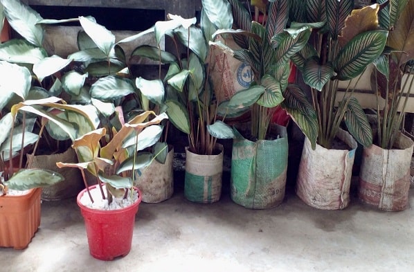 How To Save A Dying Calathea Plant