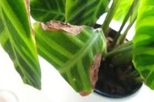 Why Are The Edges Of My Calathea Leaves Turning Brown