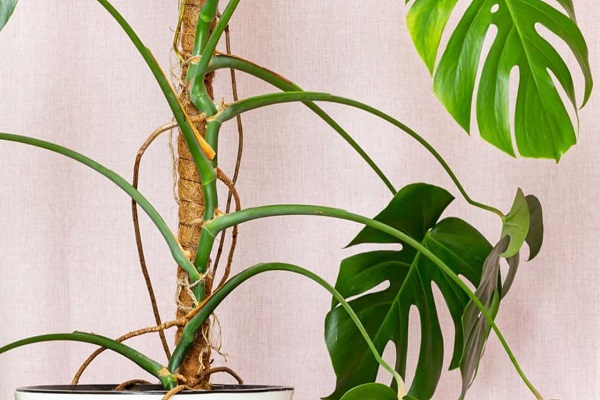 Prop Up Your Monstera