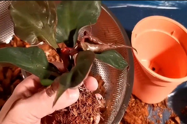 Repotting Philodendron