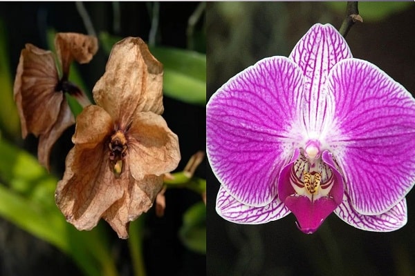 how to preserve orchids in water