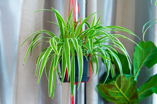 Best Plants To Grow Indoors To Clean Air