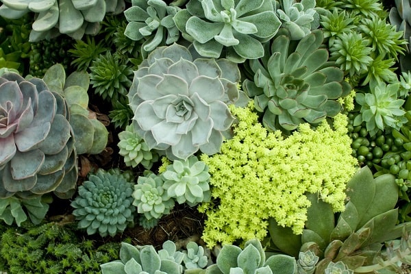 Can You Plant Succulents Under A Tree
