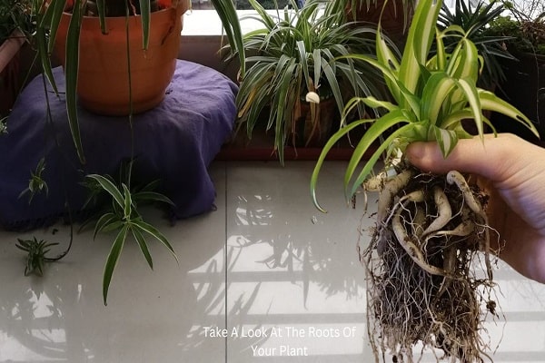 How To Separate Spider Plants