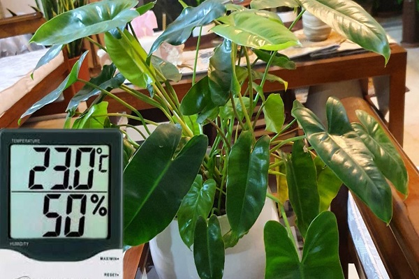 Temperatures and Ideal Humidity Levels For Burle Marx Philodendron