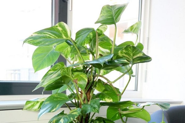 How To Grow Philodendron Indoors