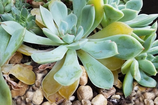 How To Save Succulent From Root Rot