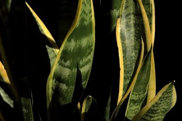 Snake Plant Leaves Cracking