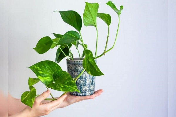 How To Transplant Pothos In Summer