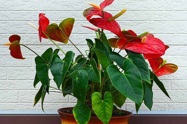 Why Are My Anthurium Flowers Falling Off