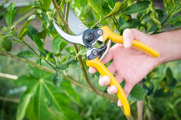 To Promote New Growth, Prune Your Plant