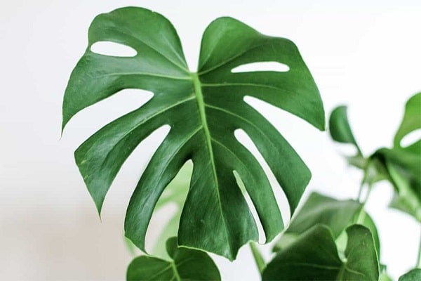How To Grow A Split Leaf Philodendron