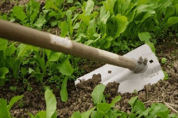 How To Remove Weeds From Your Garden