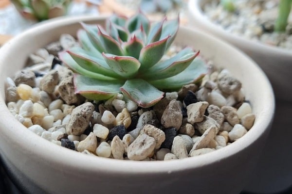 Are Clay Pebbles Good For Succulents
