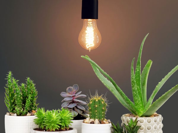 Can You Use Regular LED Lights For Grow Lights