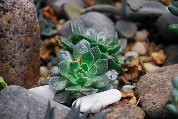 Can You Use Aquarium Gravel For Succulents