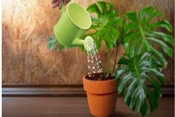 Lickety Split Philodendron Maintenance