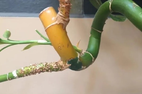 How To Stop Lucky Bamboo From Turning Yellow