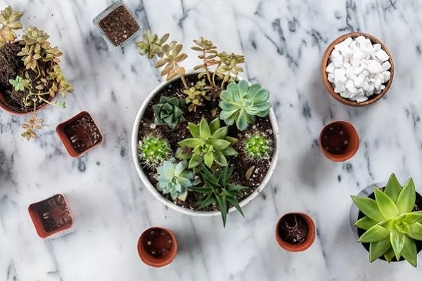 What Succulents Can Be Planted Together