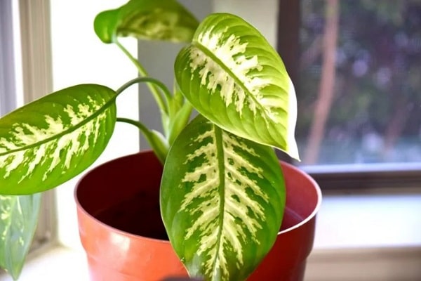 What are the Benefits of Using Leaf Shine on Orchid Plants
