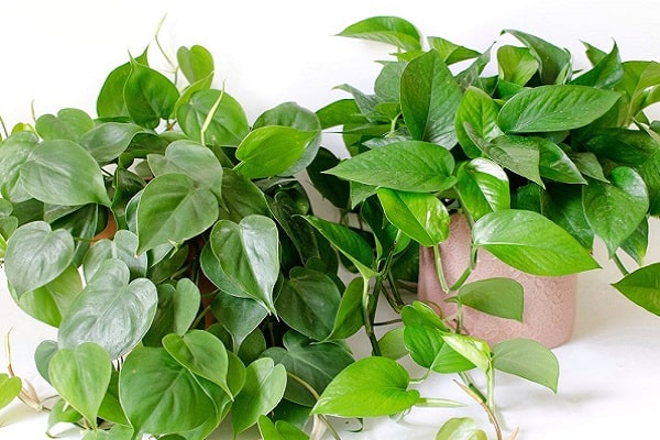 What Is The Difference Between A Pothos Plant And A Philodendron