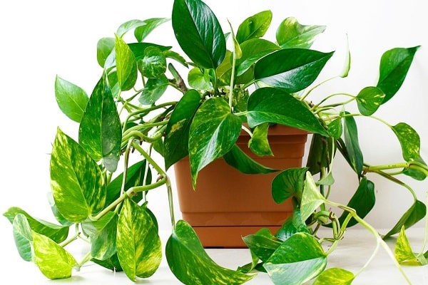 What Is The Difference Between A Pothos Plant And A Philodendron