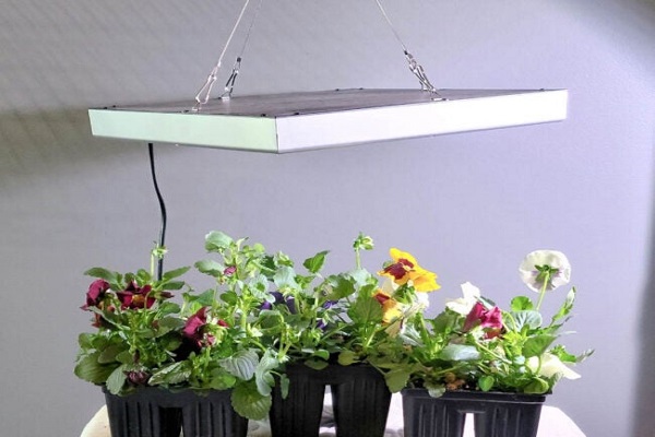 Using A Battery-operated Grow Light For Indoor Plants