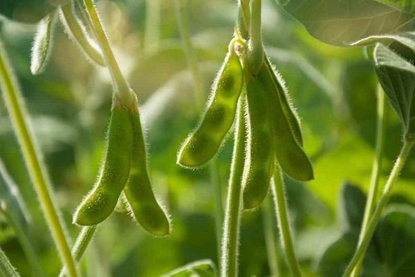 How Often To Water A Soybean Plant For Optimal Growth