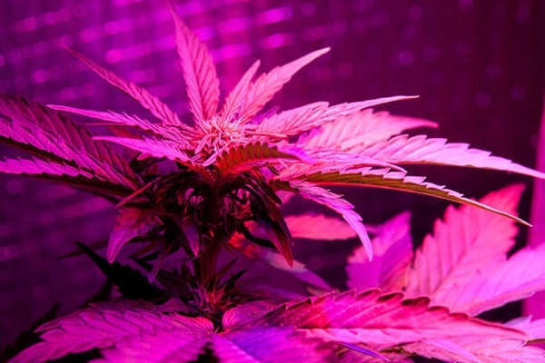 Difference Between LED Lights And LED Grow Lights