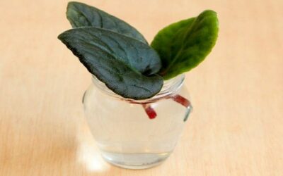 Propagate African Violet In Water (Everything You Need to Know)