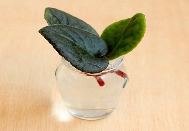 Propagate African Violet In Water