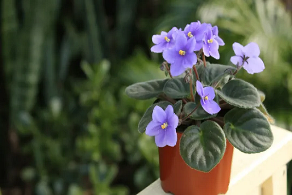 Propagating African Violets In Soil 