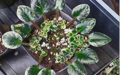 Propagating African Violets In Soil (Step By Step Guide)
