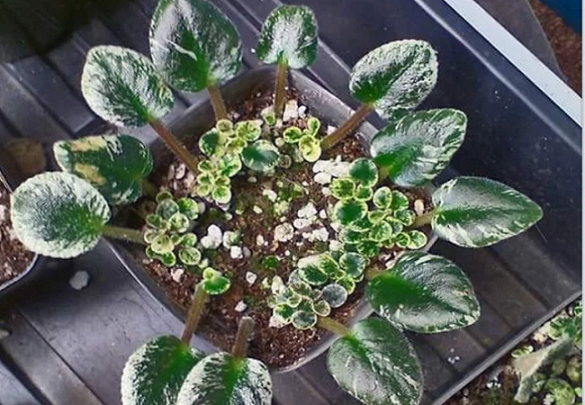 Propagating African Violets In Soil