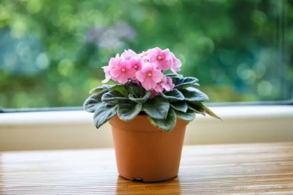 how to care for African violet in indoors