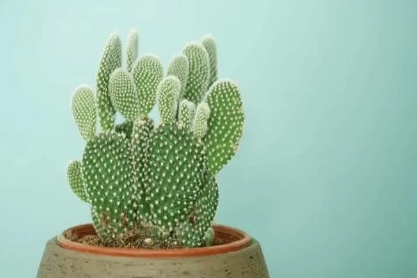 Bunny Ear Cactus Grow Large And Skinny