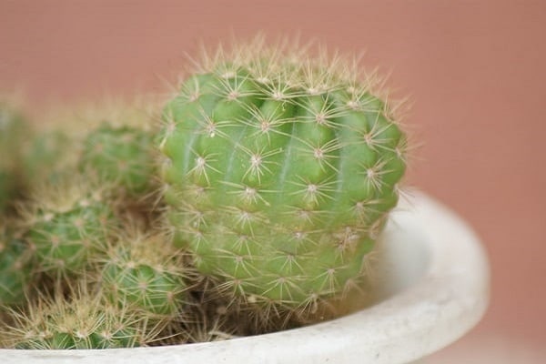 How To Get Cactus Needles Out Of Clothes