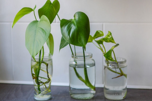 How To Propagate Pothos In Dirt